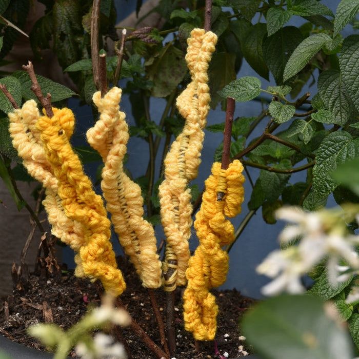 Alison Thompson Crochet Wattle Kit