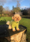 A small, curly-haired dog in a green sweater stands on a tree stump in a sunlit park, with trees and blue sky in the background, appearing cheerful.