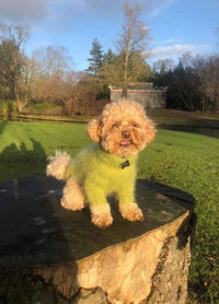 A small, curly-haired dog in a green sweater stands on a tree stump in a sunlit park, with trees and blue sky in the background, appearing cheerful.
