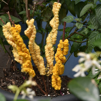 Alison Thompson Crochet a Bouquet Kit - Daffodil, Daisy & Wattle