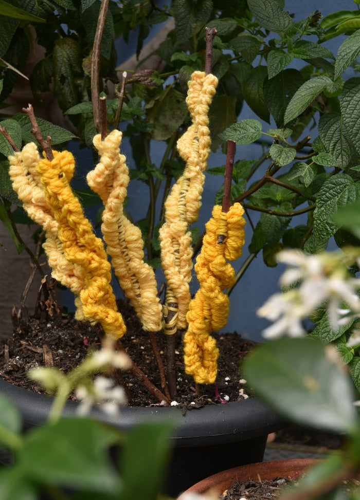 Alison Thompson Crochet Wattle Kit