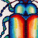 Rainbow Beetle - Morris & Sons Australia